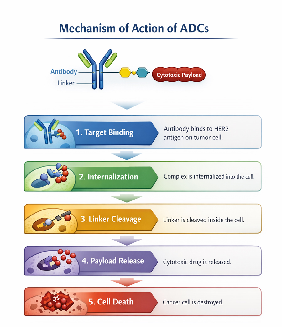 CelluPro Culture Media Supports China's First Developed ADC New Drug Approval